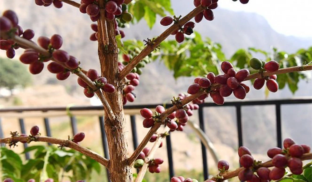 Saudi Coffee Festival in Jazan brews up a cultural carnival