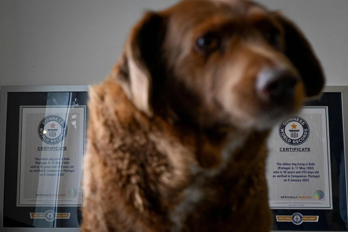 World’s oldest dog Bobi, 30, is also one of the luckiest
