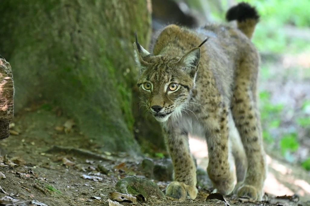 French authorities last year expressed concern at the decline of the lynx population and launched a national plan to restore the species. (AFP/File)