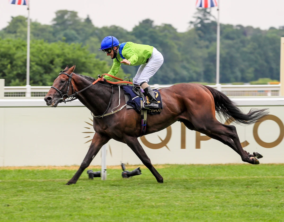 Johnston hopeful Subjectivist is still one of the best stayers around