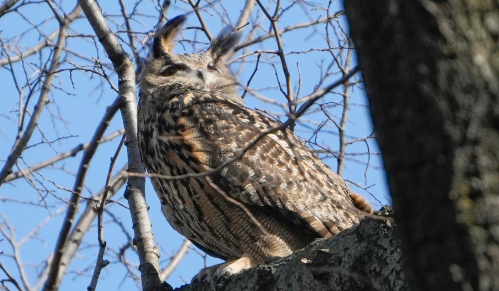 A Eurasian eagle-owl named Flaco sits in a tree in New York's Central Park, Feb. 6, 2023. (AP)