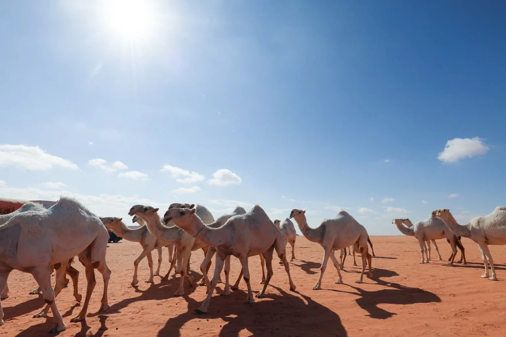 The aim is to preserve the Kingdom’s natural resources, as part of the Saudi Green Initiative (AFP)