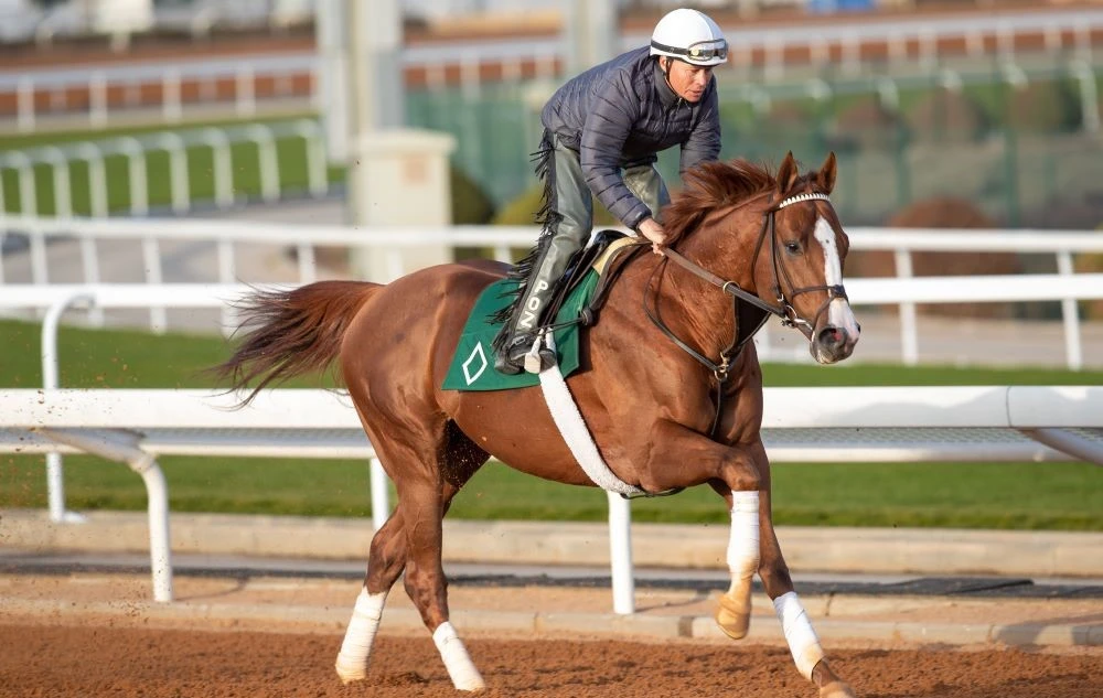 Bill Mott’s Elite Power exercises at King Abdulaziz Racecourse under Neil Poznansky. (JCSA/Ali Alzenidi)