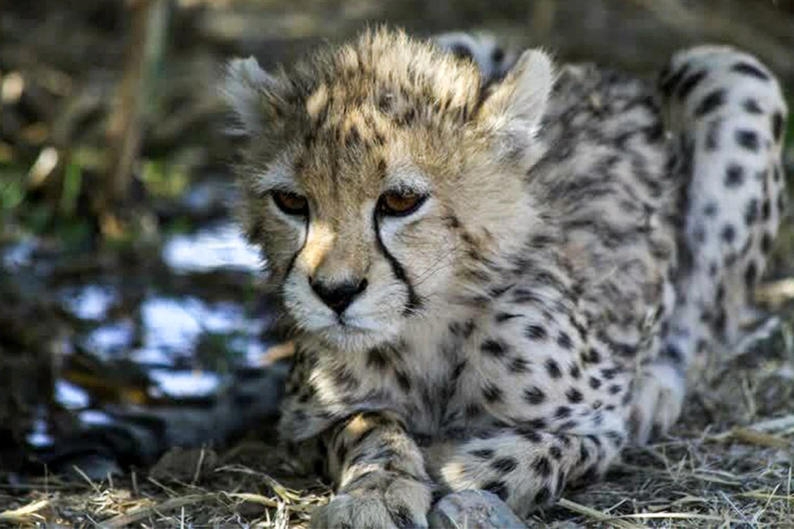 This handout picture provided by Iran's Department of Environment on February 27, 2023 shows the Asiatic cheetah "Pirouz" at a habitat in Tehran. (AFP)