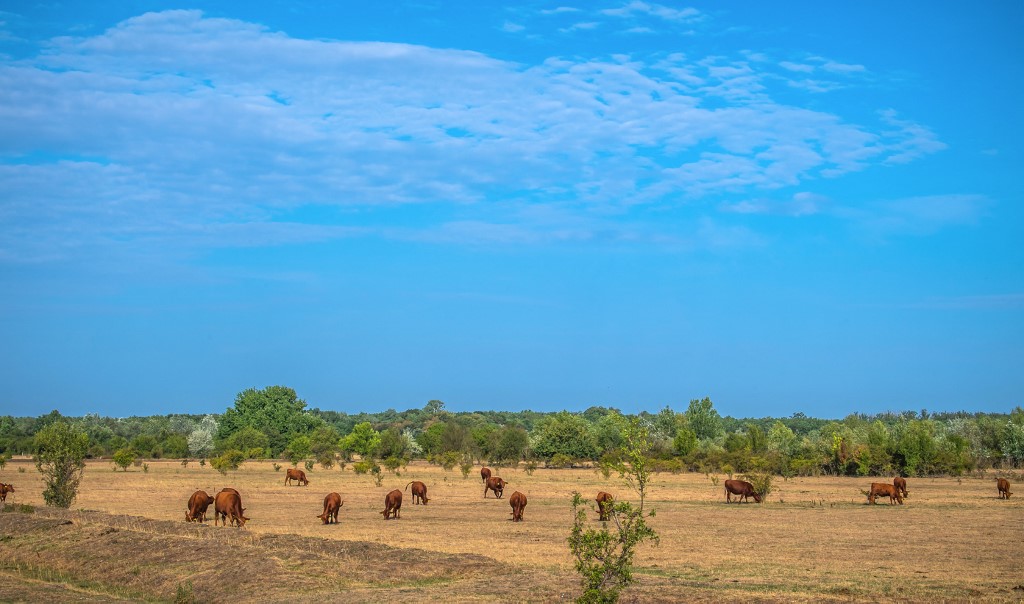While agriculture accounts for nearly a third of all greenhouse gas emissions, livestock (especially cattle) contribute 15%(AFP)