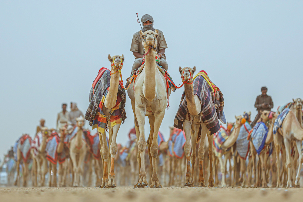 The ancient sport of camel racing has flourished in Saudi Arabia across the centuries (Supplied)