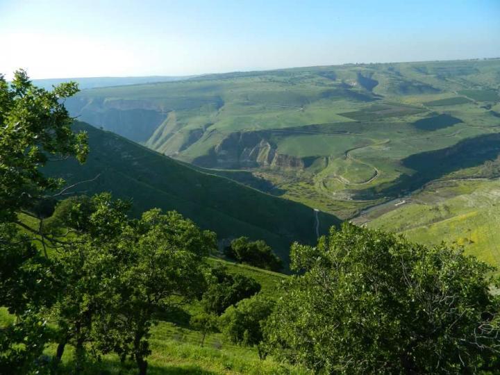 Yarmouk Forest Reserve in Jordan. (Wild Jordan)