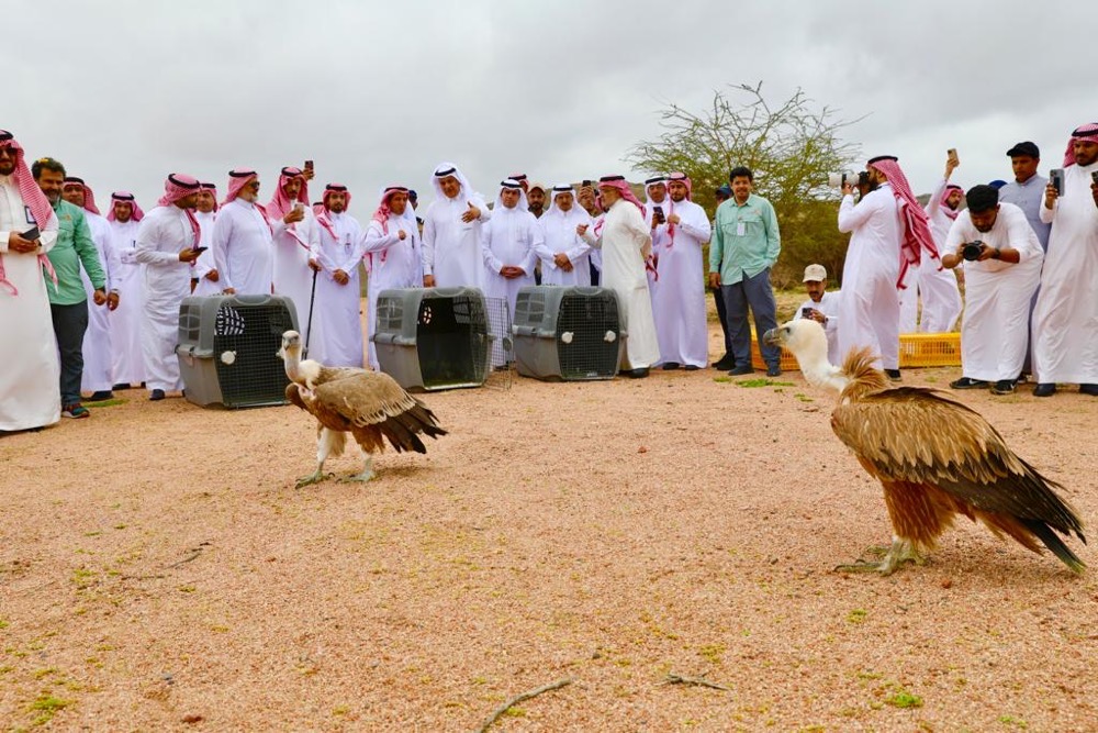 Satellite tech will be used to track animal movements. (Supplied)