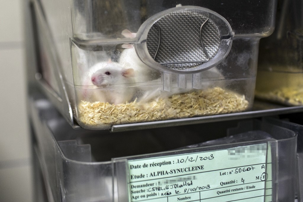 The research is the latest to test new ways to create mouse embryos in the lab. Above, mice at the neurosciences research Center in Bron, near Lyon in 2014. (AFP file photo)