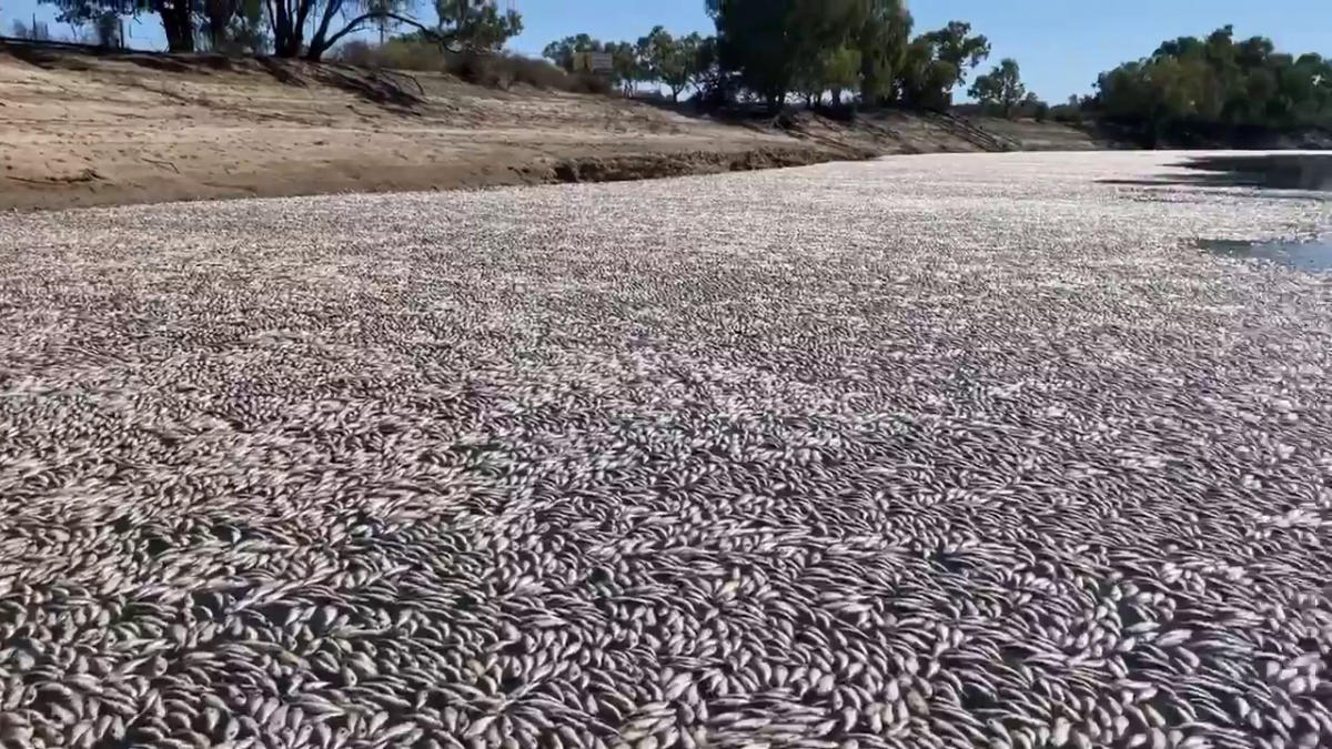 This image grab from a video taken on March 17, 2023 courtesy of Graeme McCrabb shows dead fish clogging a river near the town of Menindee in New South Wales. (AFP)