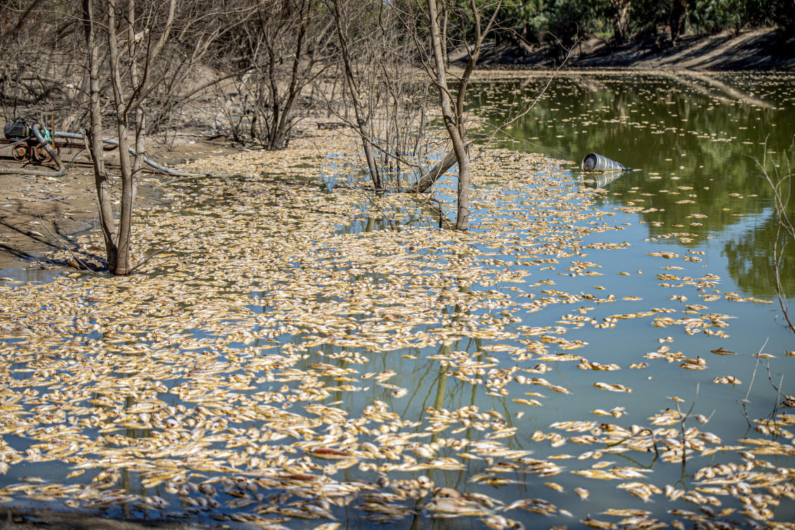 Low levels of oxygen in Darling River are to blame for the mass fish death late last week near the town of Menindee in New South Wales state. (AAP Image via AP)