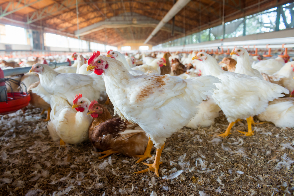 The sectors financed range from small farmer and breeders to poultry sector projects (Shutterstock)