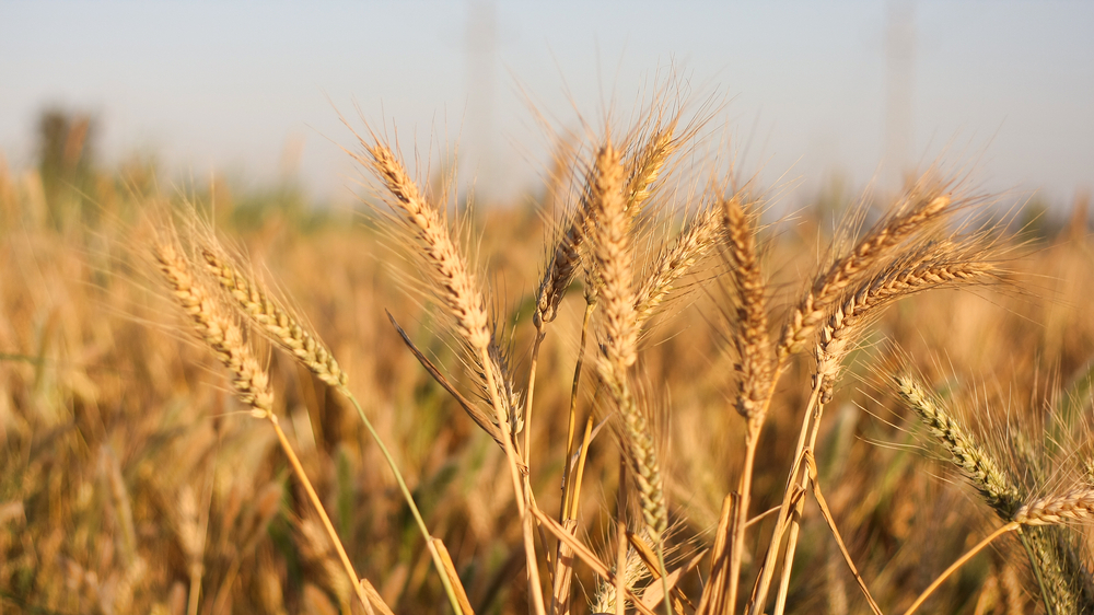 SALIC supplied more than 1 million tons of the grain last year (Shutterstock)
