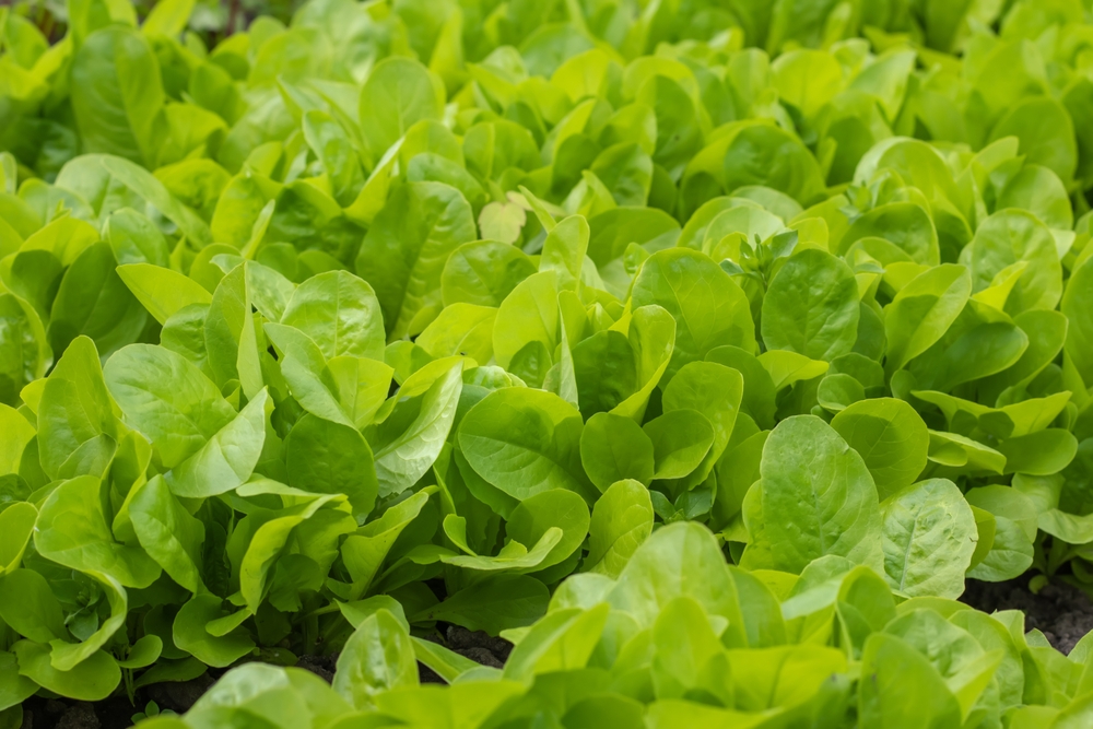 This deal comes as the Kingdom seeks to improve its food security in line with Vision 2030 goals, as it promotes the diversification of domestic exports. (Shutterstock)