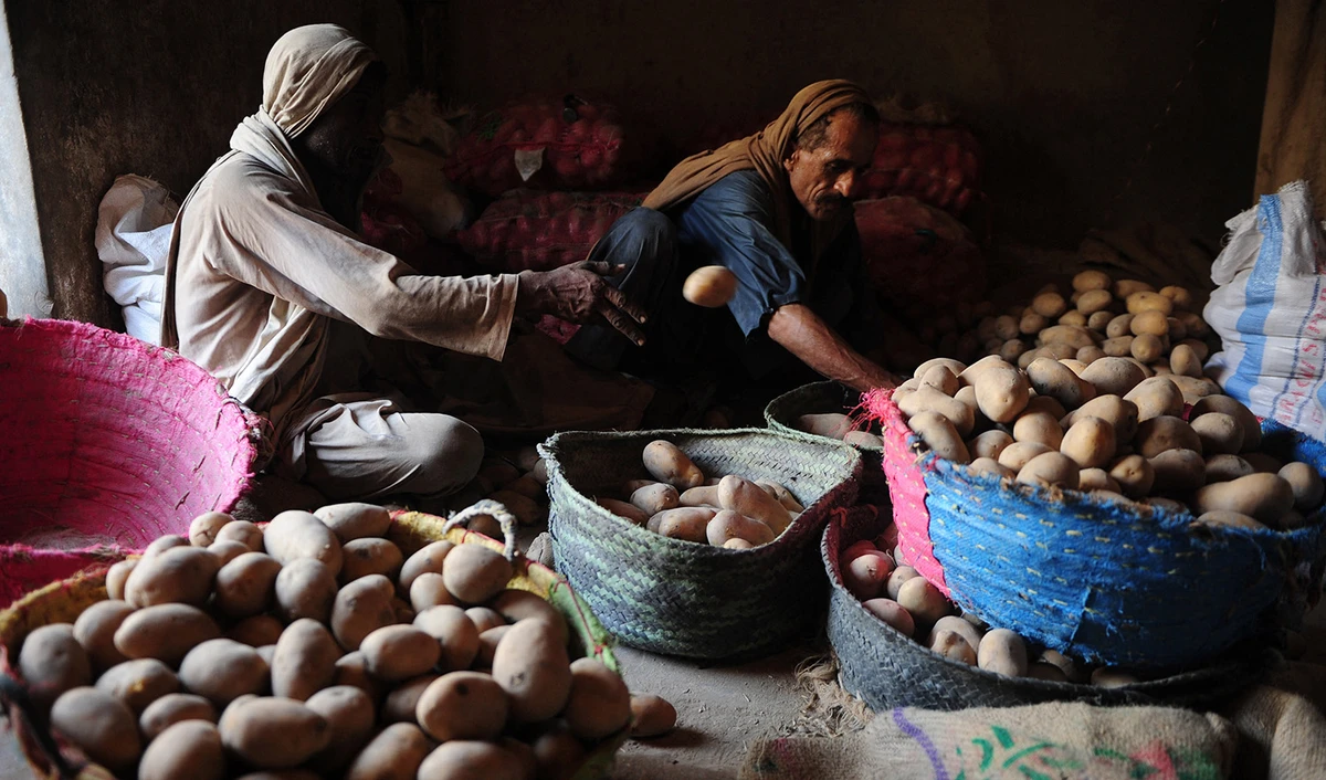 Pakistani laborers sort potatoes at a vegetable market in Karachi on June 2, 2014. (AFP/File)