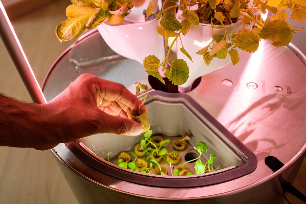 Using smart technology to cultivate fresh greens