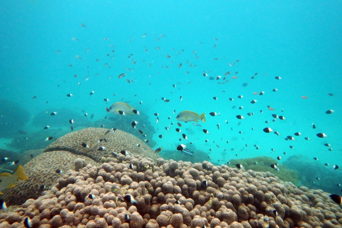 The UN Convention on the Law of the Sea came into force in 1994, before marine biodiversity was a well-established concept. AP
