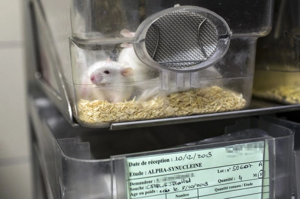 The research is the latest to test new ways to create mouse embryos in the lab. Above, mice at the neurosciences research Center in Bron, near Lyon in 2014. (AFP file photo)