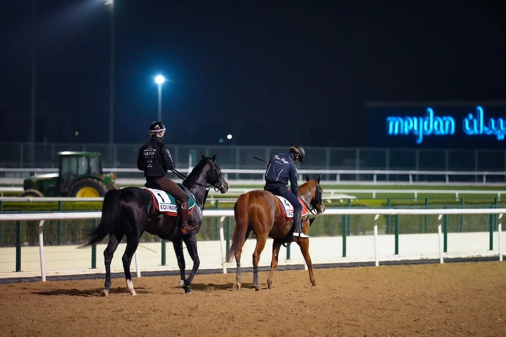 Equinox, trained in Japan, runs in the $6 million Longines Dubai Sheema Classic and is one of a record 27 Japanese runners on the night. (RacingDubai)