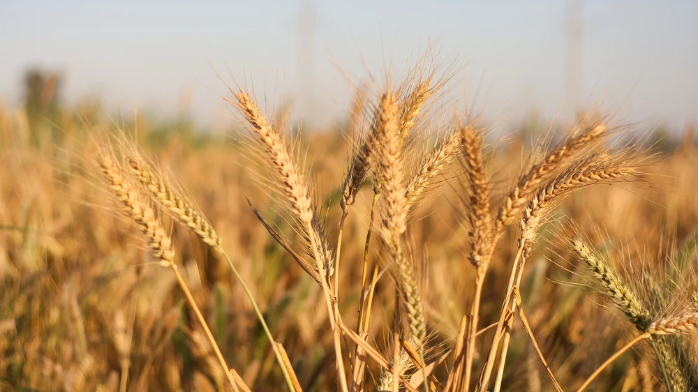 SALIC supplied more than 1 million tons of the grain last year (Shutterstock)