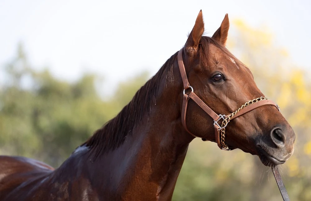 Algiers, trained by Simon and Ed Crisford, hacked up in the first two rounds of the Maktoum Challenge. (Twitter: @gainsboroughHQ)