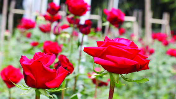 Rose scent-sation