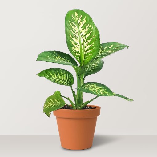 A growing plant