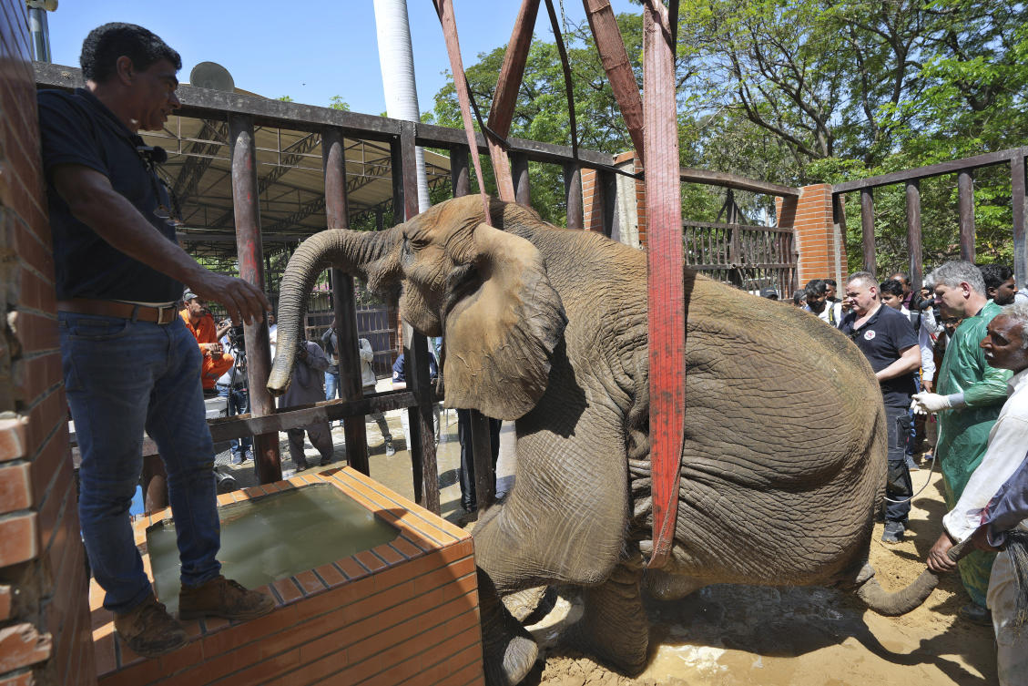 Foreign veterinarians save sick elephant at Pakistani zoo