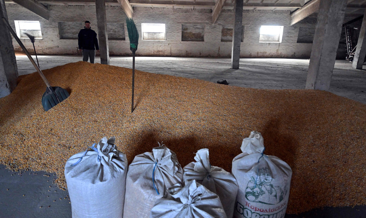 Petro Potapenko examines remnants of unsold corn in a storage of his farm in Kyiv region on April 19, 2023. (AFP)