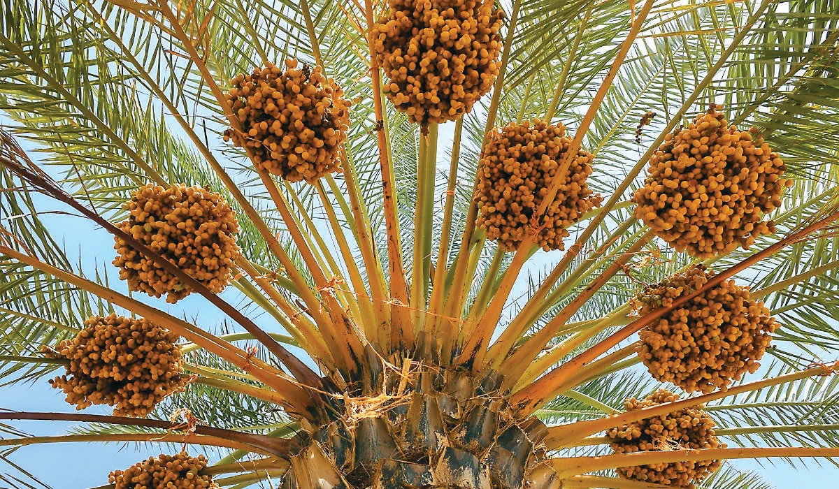 A symbol of Saudi hospitality and an Iftar staple, over 200 varieties of dates are produced in Saudi Arabia and sold at date markets. (SPA)