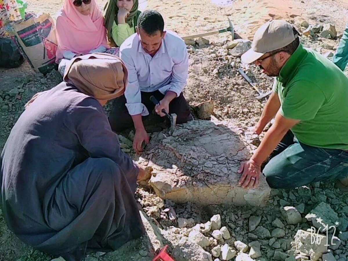 Archaeologists uncover 70m-year-old river turtle in Egypt