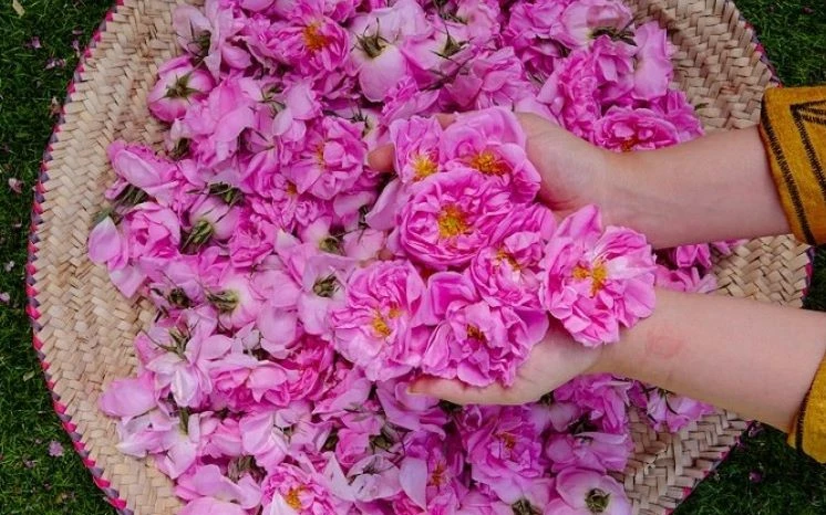 The Taif rose is processed by cooking and distilling it, a complex process that takes about 12 hours to turn the flower into a fragrance. (AN Photo/Huda Bashatah)