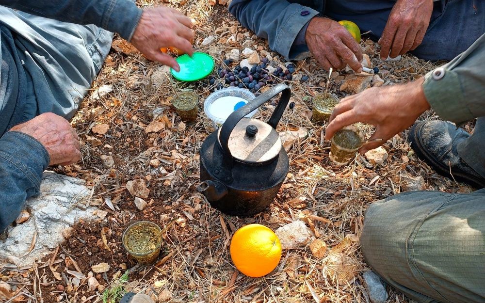 Syrian harvest workers prepare yerba mate near Tartus. (Supplied)