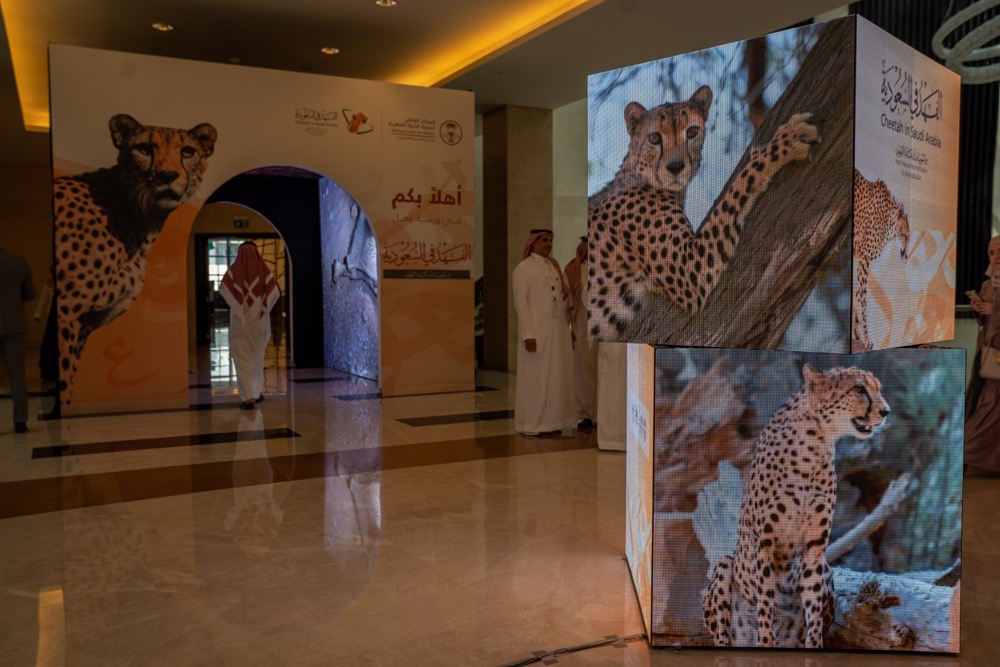 Results of the discovery of cheetah remains were announced in a workshop hosted by the National Center for Wildlife while also launching the inaugural Cheetah Repatriation Program on May 3. (AN Photo/Huda Bashatah)