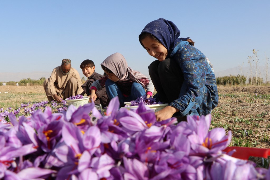 An Afghan man and children harvest saffron flowers in a field on the outskirts of Herat province. (File/AFP)