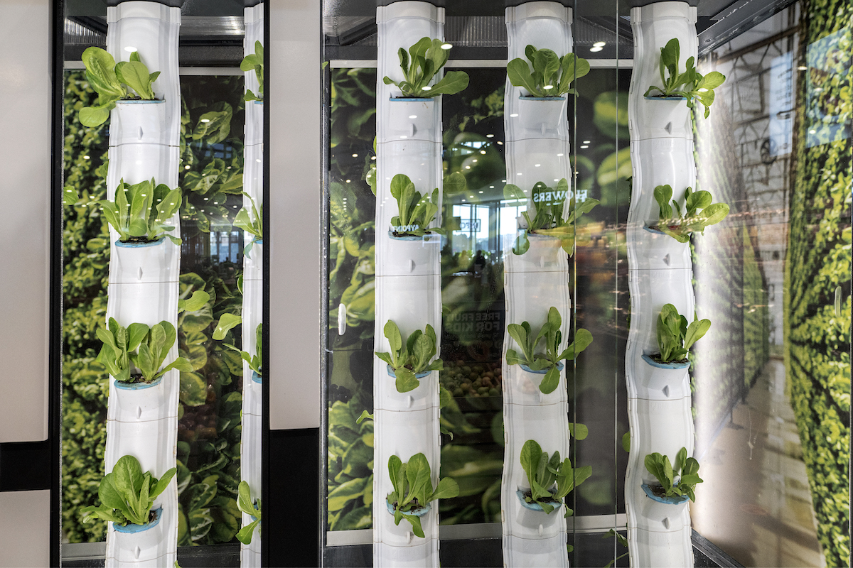 A general view of a vertical hydroponic growth system. (File/AFP)