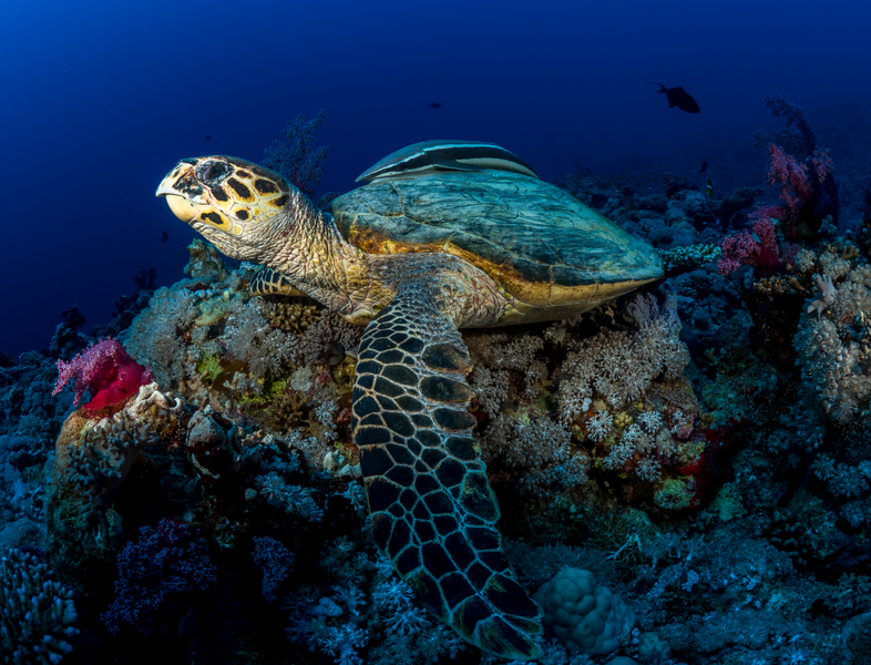 Two endangered reef fish species - the Sky emperor and Humphead Wrasse - were identified by the Amaala survey team.(RSG)