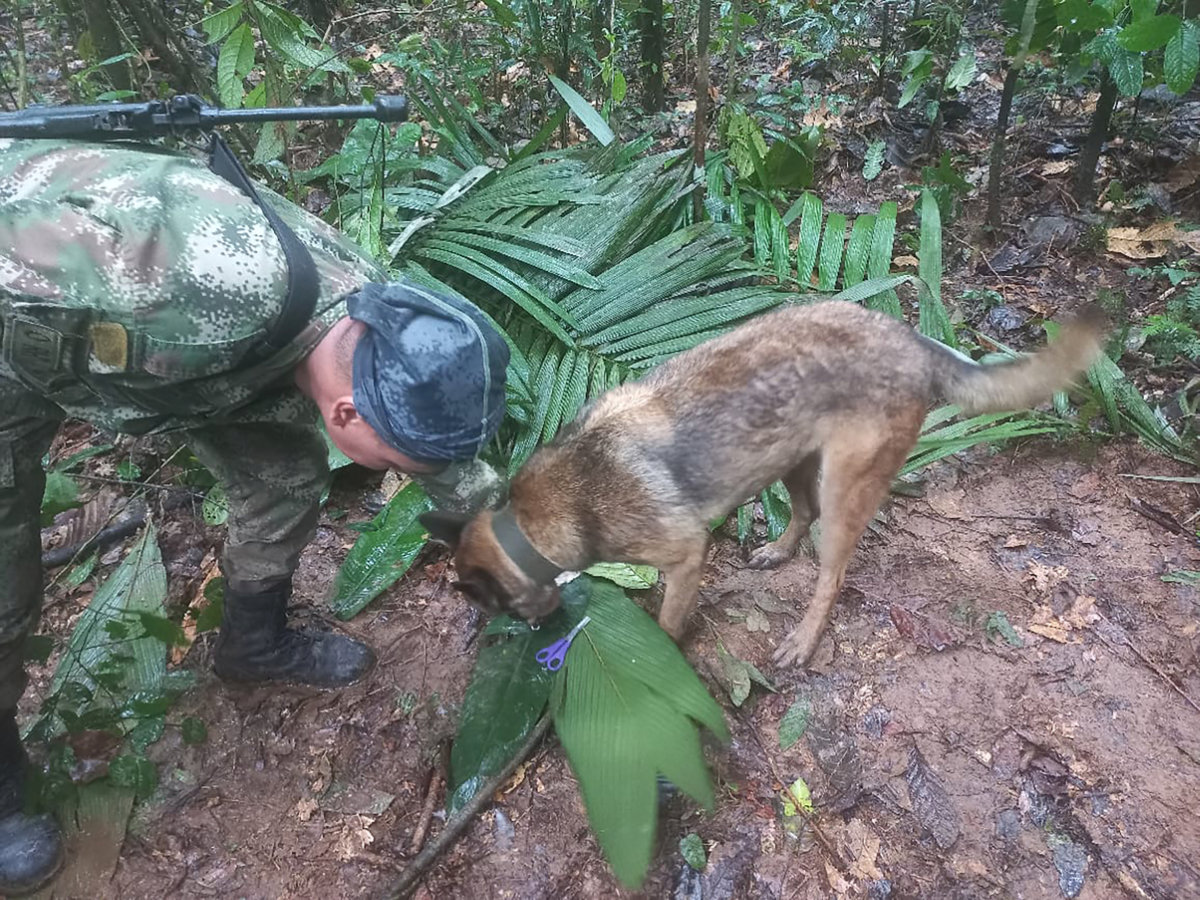 A soldier and a dog take part in a search operation for child survivors from a Cessna 206 plane that had crashed in the jungle more than two weeks ago, in Caqueta, Colombia, on May 17, 2023. (Colombian Air Force/Handout via REUTERS)