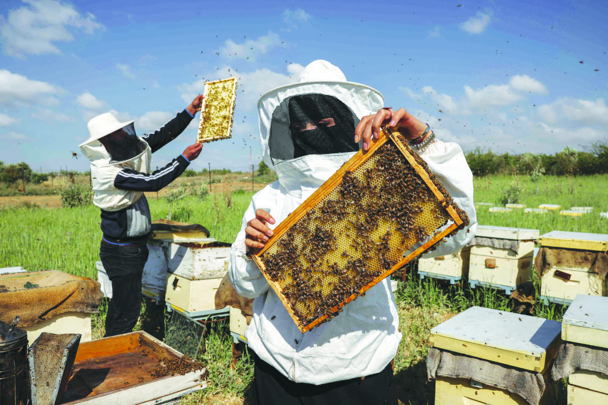 Miassar Khoudair and her work partner check honeycomb frames at the apiary, east of the Jabalia camp, in the northern Gaza Strip. (AFP)
