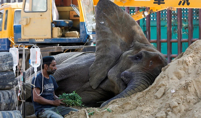 African elephant Noor Jahan, 17, who is unwell, rests on a sand pile, at a zoo in Karachi, Pakistan April 14, 2023. (REUTERS)