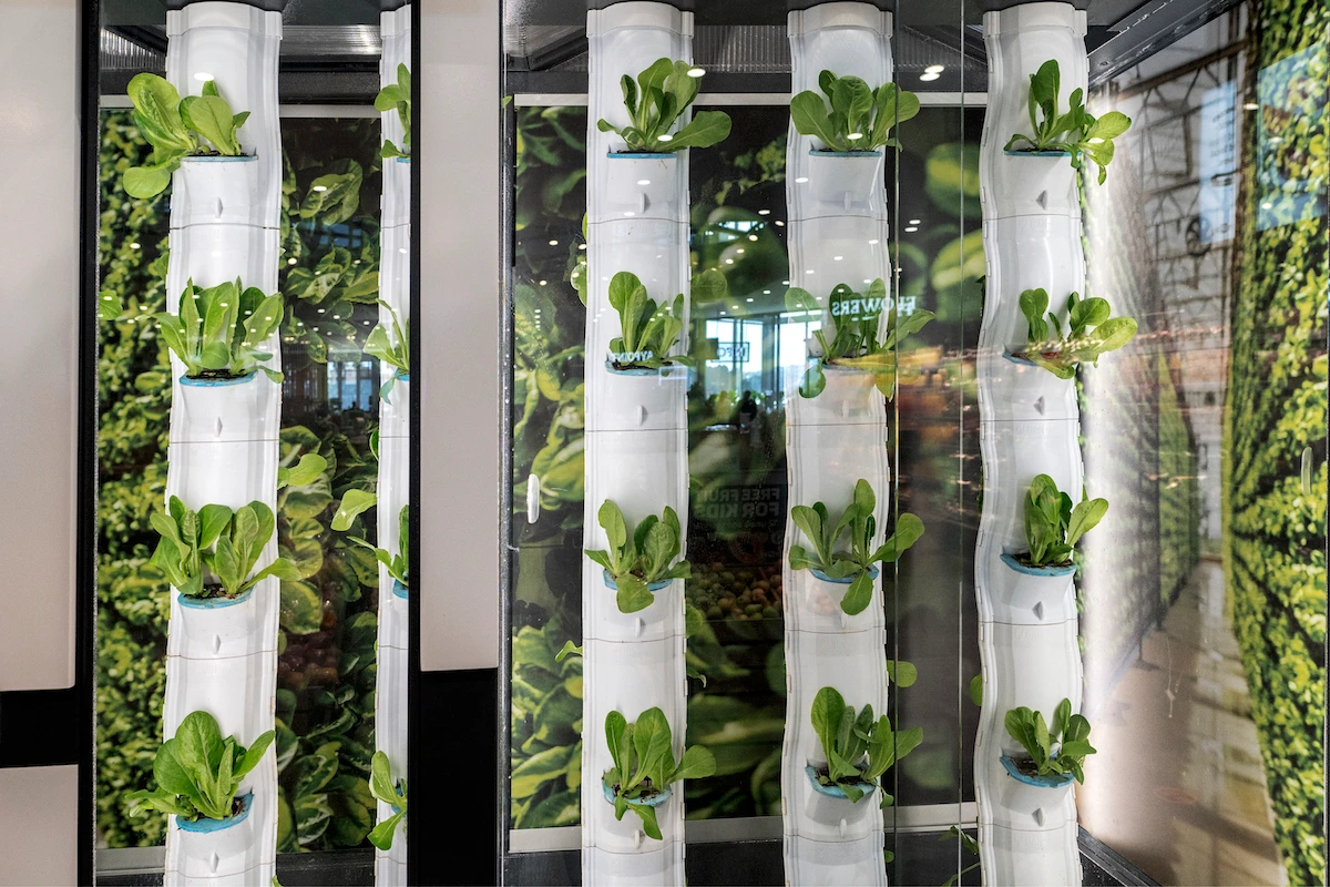 A general view of a vertical hydroponic growth system. (File/AFP)