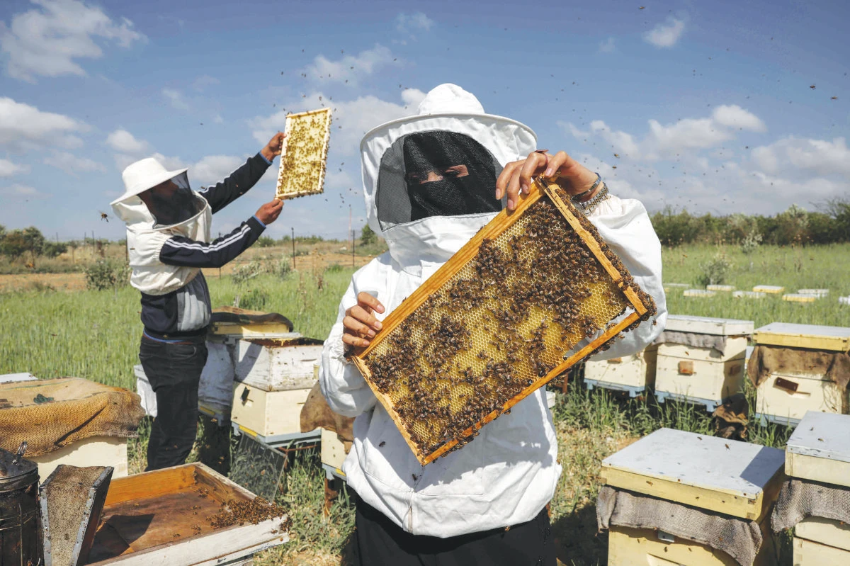 Miassar Khoudair and her work partner check honeycomb frames at the apiary, east of the Jabalia camp, in the northern Gaza Strip. (AFP)
