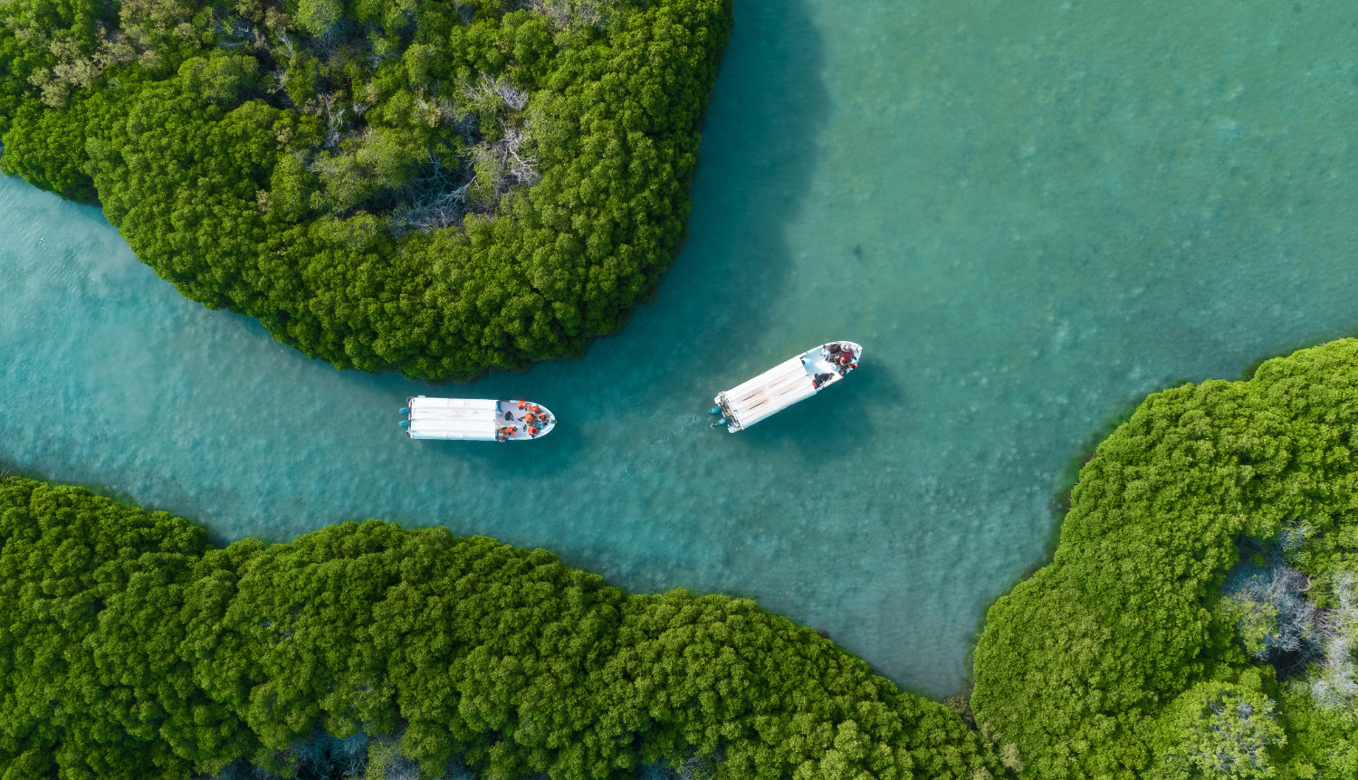 Farasan island mangroves and aquamarine waters are teeming with wildlife. (Reuters)