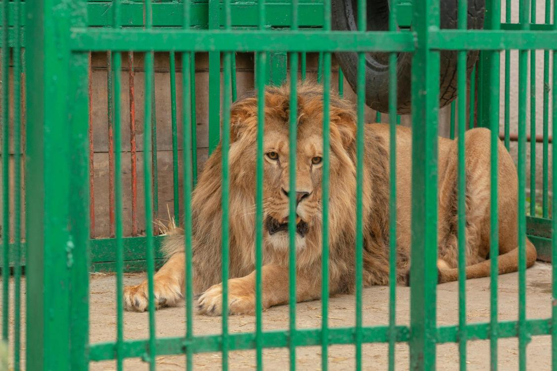 Five lions find refuge from Ukraine war in Poland
