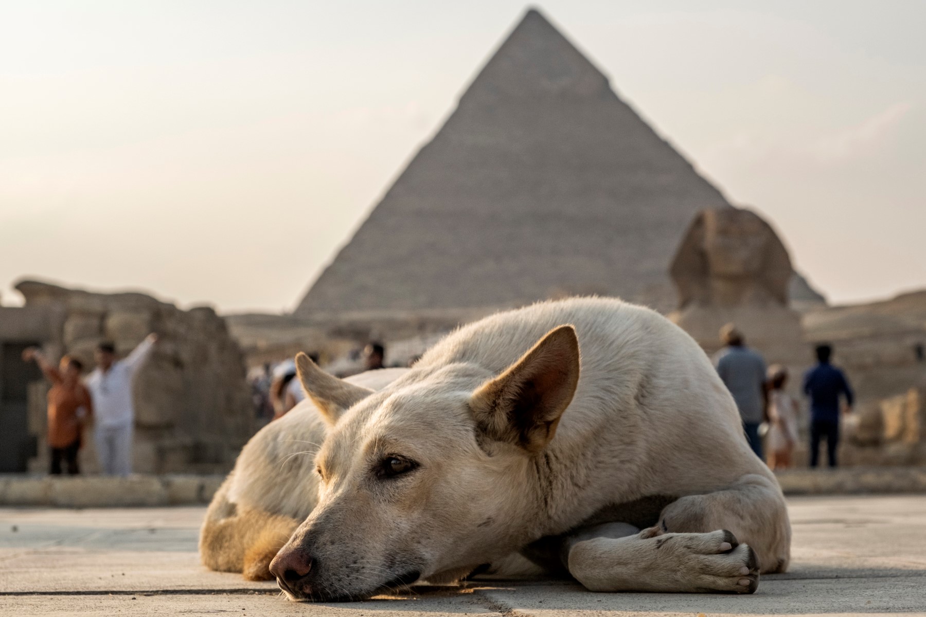 New dog breed ban in Egypt sparks controversy