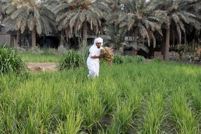 The fund approved the payouts for small farmers involved in greenhouse vegetable production, poultry breeding, and fish and shrimp farming. (Shutterstock)
