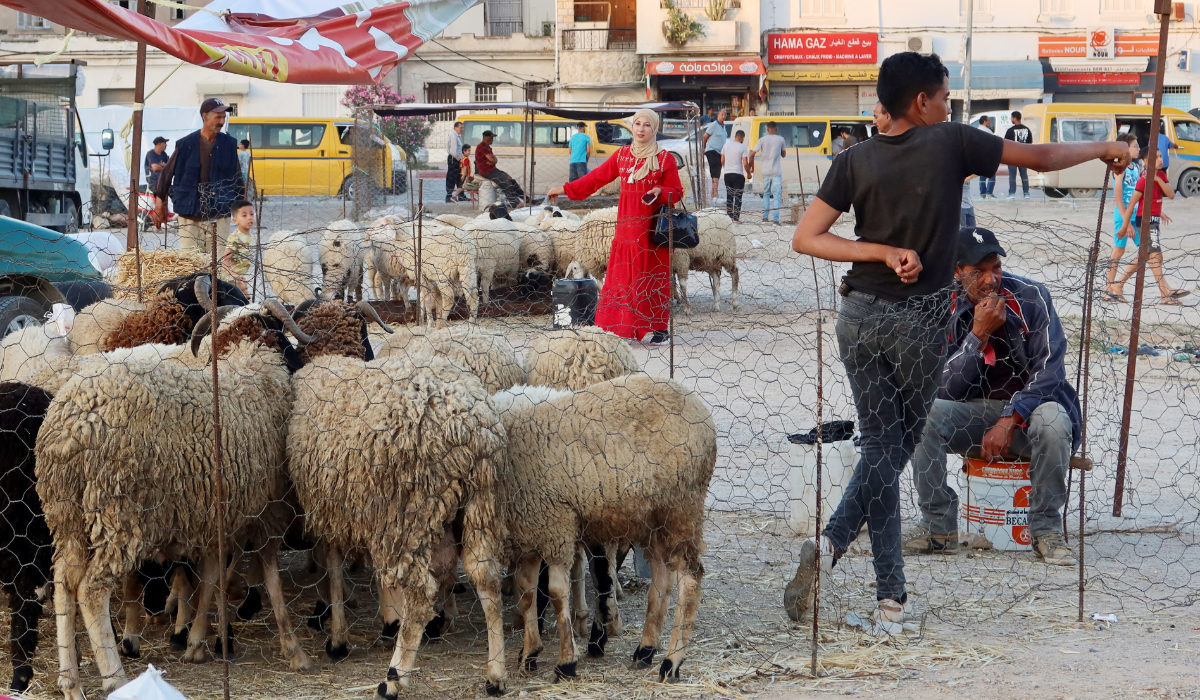 Sacrificial animals are displayed for sale at a livestock market, ahead of the Eid al-Adha, in Tunis, Tunisia June 18, 2023. (REUTERS)