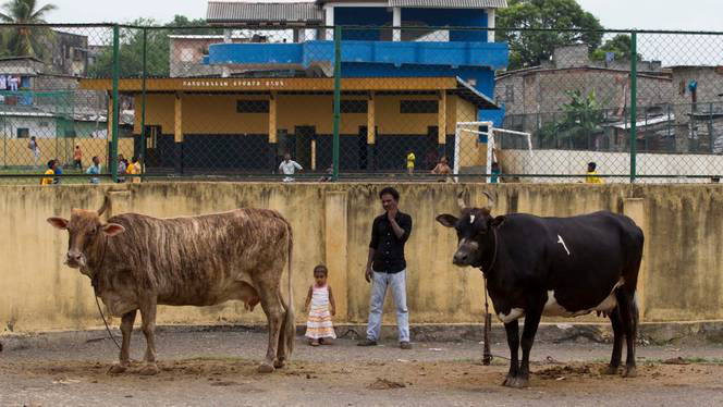 In this photo taken on April 4, 2013, a Muslim man and his child stand next to cows in a Muslim neighborhood of Colombo, Sri Lanka. (AP)