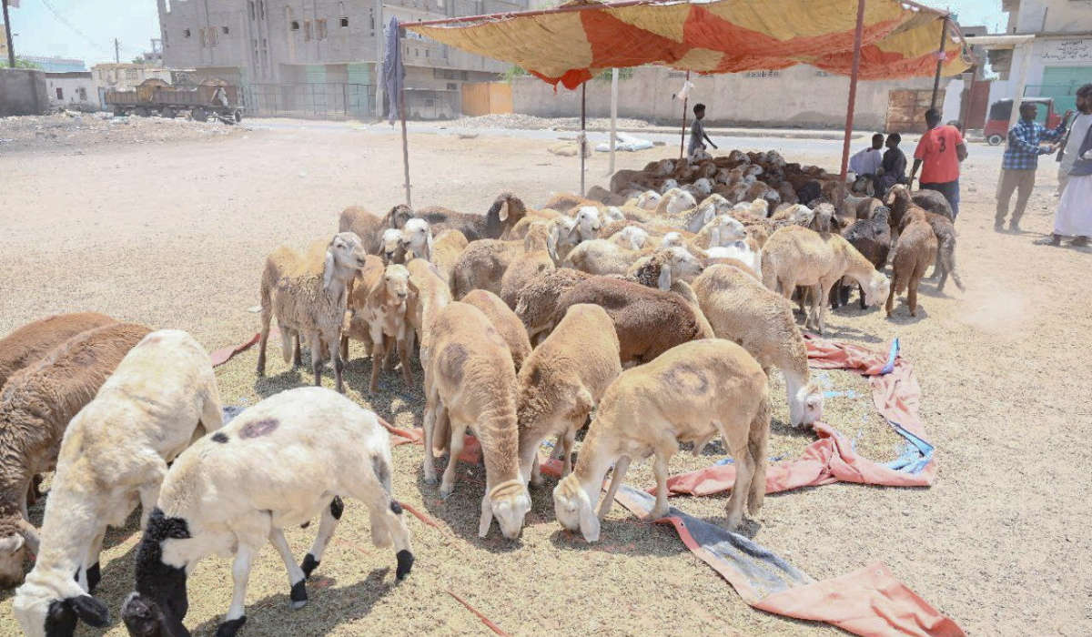 Sudanese traders along with their goats and sheeps wait for customers at a livestock market, which has been impacted following the crisis in Sudan's capital Khartoum, in the city of Port Sudan, Sudan, June 27, 2023. (REUTERS)