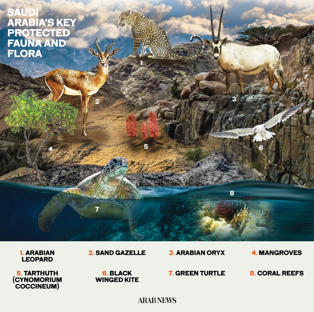 How Saudi Arabia’s environmental initiatives are restoring the natural equilibrium